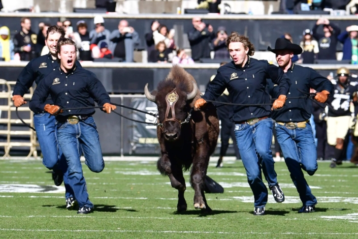 CU student handlers running with CU Buffs live Mascot for Ralphie's Run.